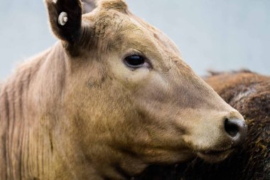 Beef cattle and cows in Australia