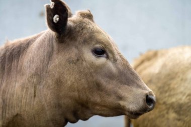 Beef cattle and cows in Australia