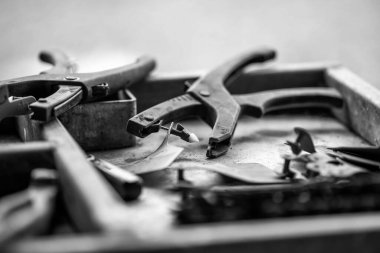 Beef cattle and cows in Australia