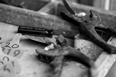 Beef cattle and cows in Australia