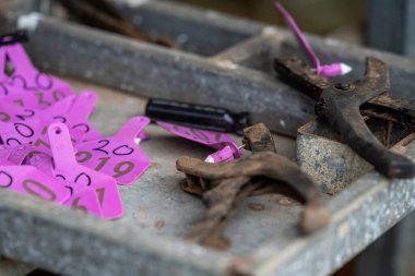 Beef cattle and cows in Australia