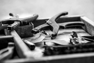 Beef cattle and cows in Australia