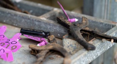 Beef cattle and cows in Australia