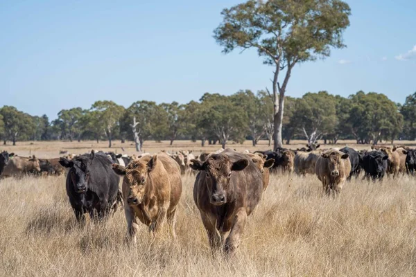 Beef cattle and cows in Australia