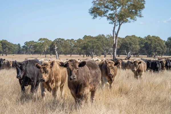 Beef Cattle Cows Australia — Foto Stock