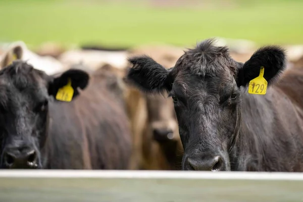 Beef cattle and cows in Australia