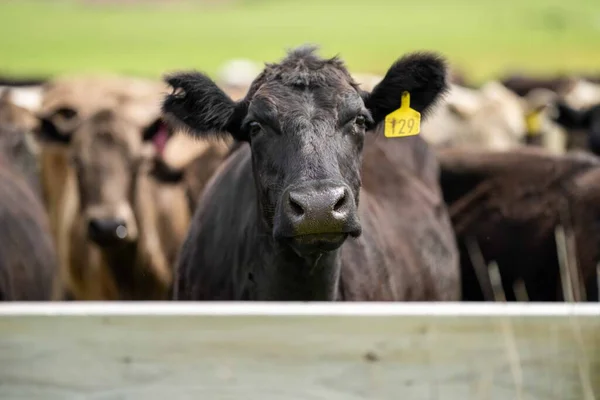 Beef Cattle Cows Australia — Stock Fotó