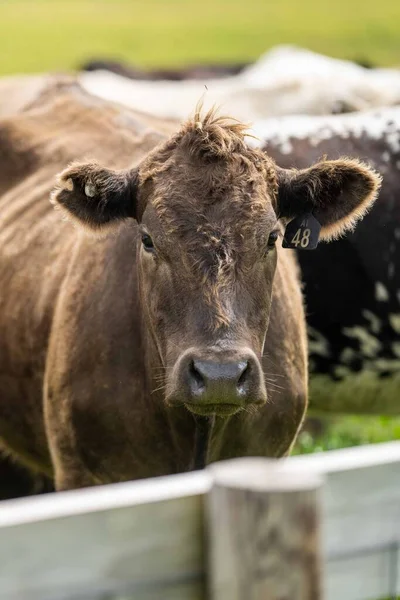 Beef cattle and cows in Australia