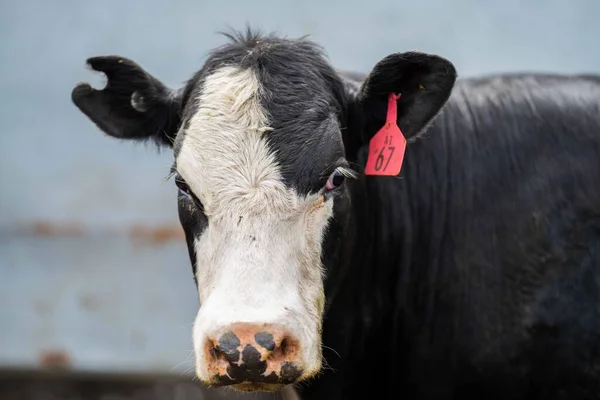 Beef cattle and cows in Australia