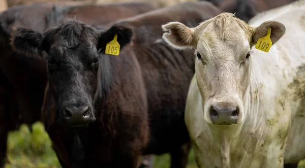 Beef Cattle Cows Australia — 图库照片
