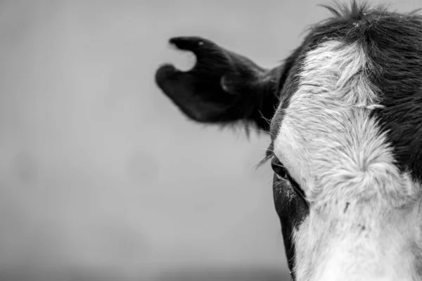 Beef Cattle Cows Australia — Foto Stock