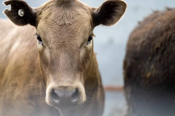 Beef cattle and cows in Australia