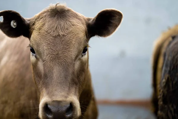 Beef cattle and cows in Australia