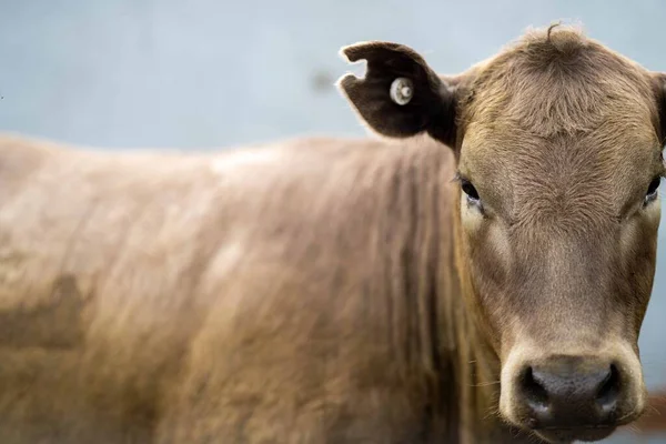 Beef Cattle Cows Australia — Stock Fotó