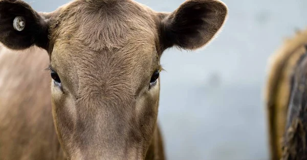 Beef cattle and cows in Australia