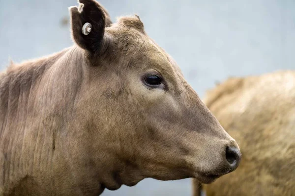 Beef cattle and cows in Australia