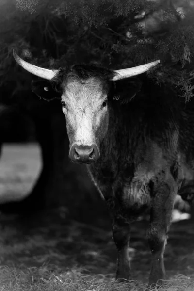 Beef Cattle Cows Australia — Stock fotografie