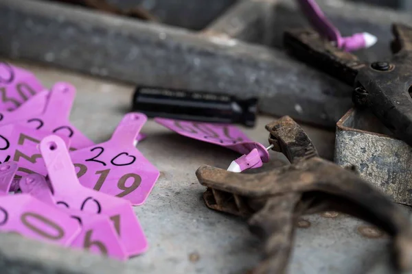 Beef cattle and cows in Australia