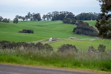Beef cattle and cows in Australia