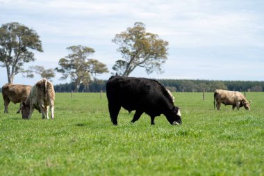 Beef cattle and cows in Australia