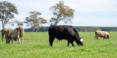 Beef cattle and cows in Australia