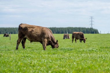 Beef cattle and cows in Australia
