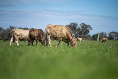 Beef cattle and cows in Australia