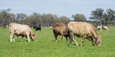 Beef cattle and cows in Australia