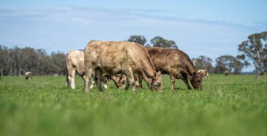 Beef cattle and cows in Australia