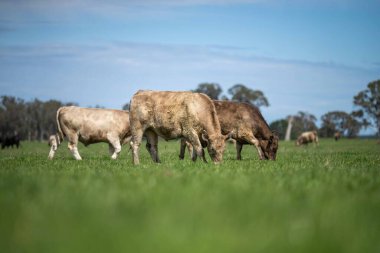 Beef cattle and cows in Australia