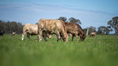 Beef cattle and cows in Australia