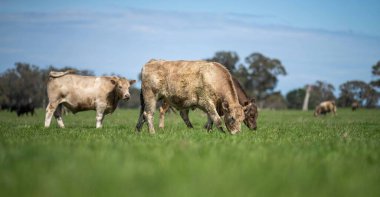 Beef cattle and cows in Australia