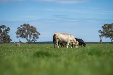 Beef cattle and cows in Australia