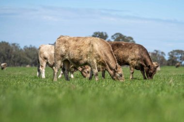 Beef cattle and cows in Australia