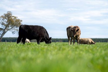 Beef cattle and cows in Australia