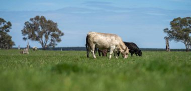 Beef cattle and cows in Australia