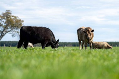 Beef cattle and cows in Australia