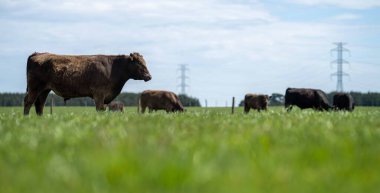 Beef cattle and cows in Australia