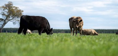 Beef cattle and cows in Australia