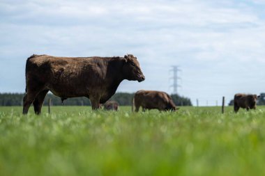 Beef cattle and cows in Australia