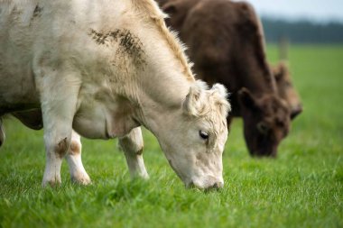 Beef cattle and cows in Australia