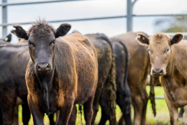 Beef cattle and cows in Australia