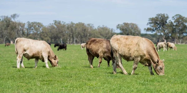 Beef cattle and cows in Australia