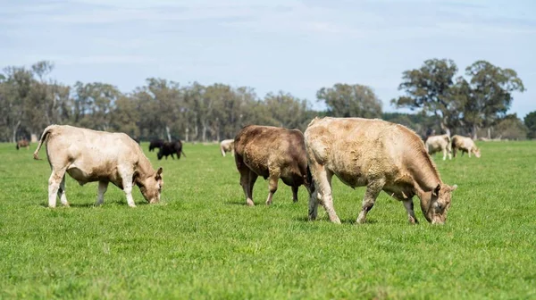 Beef cattle and cows in Australia