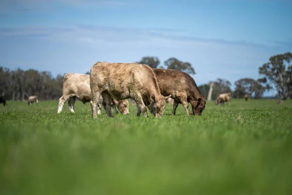 Beef Cattle Cows Australia —  Fotos de Stock