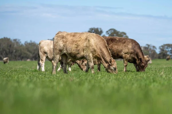 Beef cattle and cows in Australia