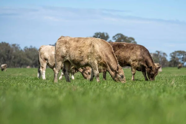 Beef cattle and cows in Australia