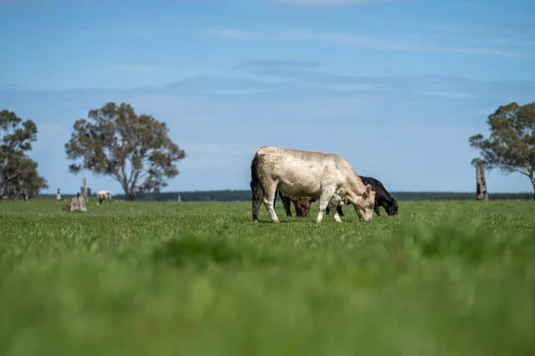 Худоба Корови Австралії — стокове фото