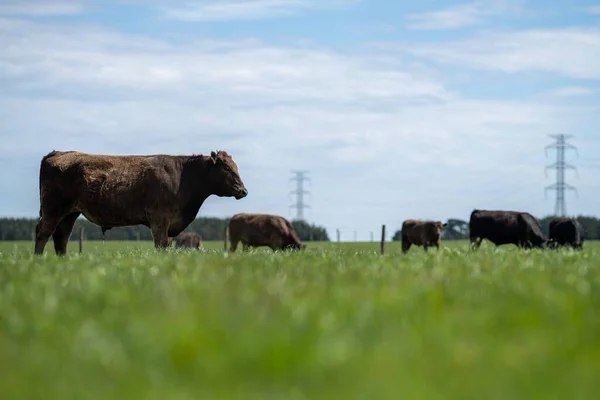 Beef cattle and cows in Australia