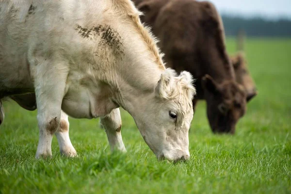 Beef cattle and cows in Australia